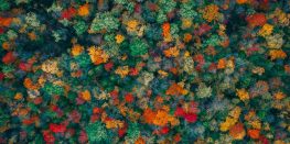 Aerial view of a dense forest in autumn showing a mosaic of changing leaves.
