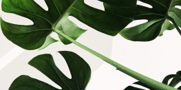 Close-up of lush green monstera leaves against a white background.